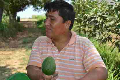 A worker proudly shows one of hundreds of avocados he picked that day