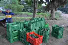 boxes of freshly picked avocados wait to be loaded